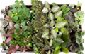 2" Harmony Foliage Assortment